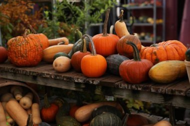 Cadılar bayramı balkabakları pazarda