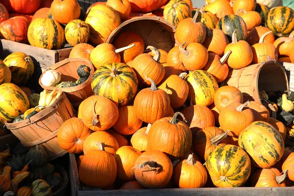 Pumpkins Basket Sale Market — Stock Photo, Image