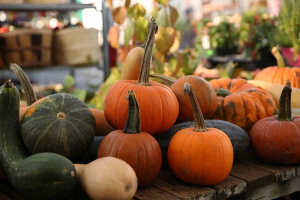 Pumpkins Gourds Holiday — Stock Photo, Image