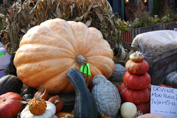 big pumpkin in the market