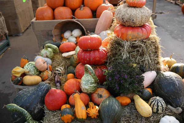 Pumpkins Gourds Farmers Market — Stock Photo, Image