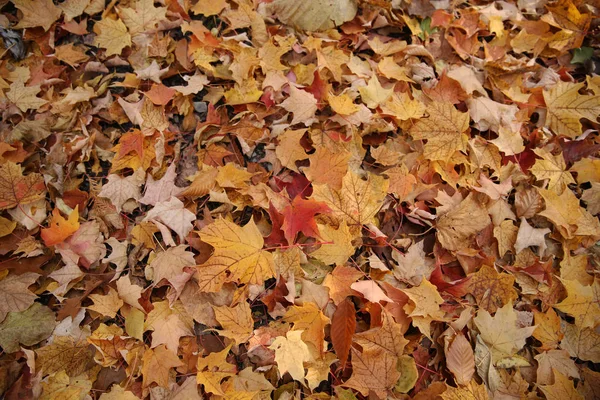 Farbenfrohes Herbst Ahornblatt — Stockfoto