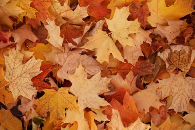 renkli sonbahar akçaağaç yaprağı