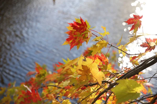 Herbst Blätter Auf Einem Flusshintergrund — Stockfoto