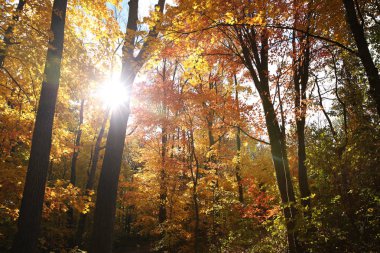 sonbahar yaprakları ve güneş ışınlarının parkta ağaçlarıyla