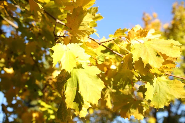 Hojas Otoño Arce Amarillo Cielo Azul — Foto de Stock