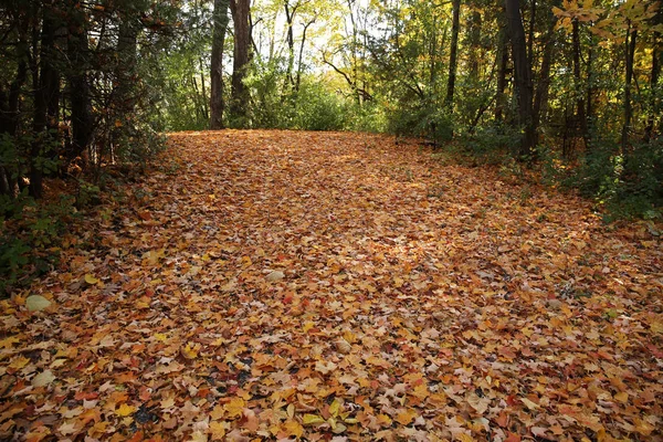 Autumn Road Park Fallen Maple Leaves Different Colors Stock Image