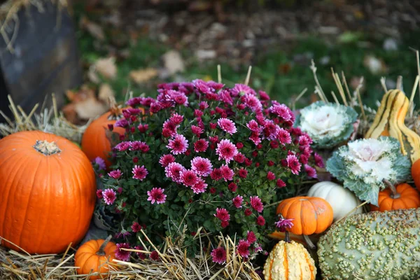 Oranje Pompoenen Bloem Het Park Voor Voedsel Feest Halloween — Stockfoto