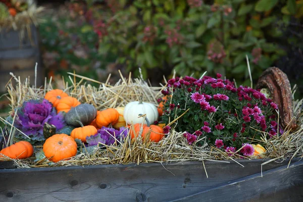 オレンジ色のカボチャと食品 ハロウィーンのお祝いのための公園の花 — ストック写真