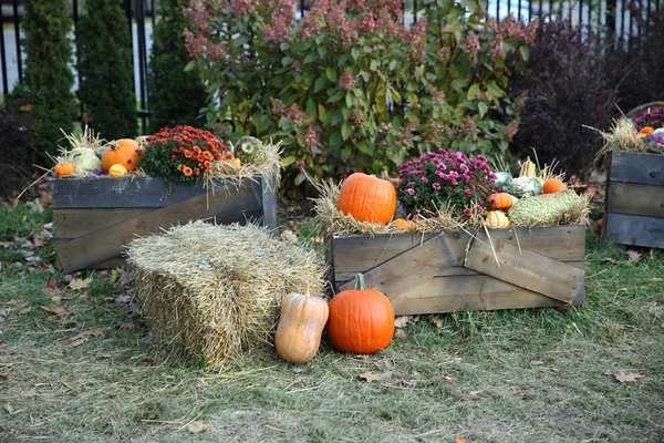 Orangefarbene Kürbisse Und Blumen Park Für Essen Und Feiern Halloween — Stockfoto