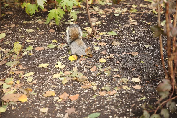 Eichhörnchen Fressen Sonnenblumenkerne Herbstwald — Stockfoto