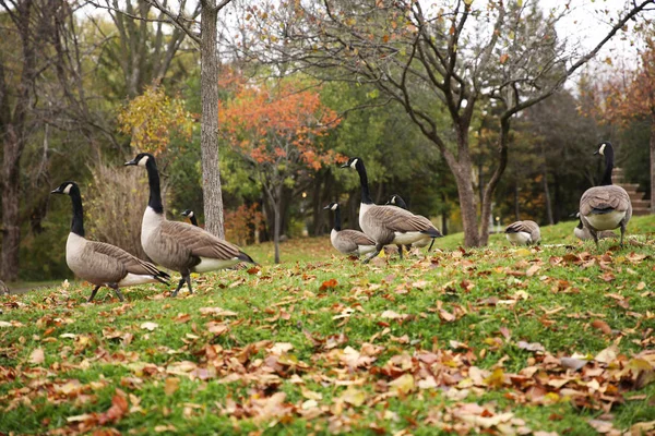 Kanadische Gänse Auf Gras Mit Herbst Ahornblättern — Stockfoto