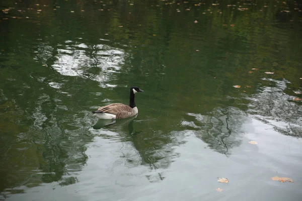 Kanadische Gans Auf Dem Wasser Eines Herbstsees — Stockfoto