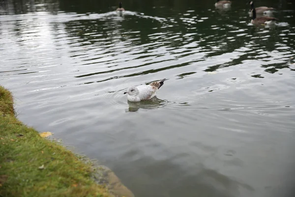 Möwe Auf Dem See Park — Stockfoto