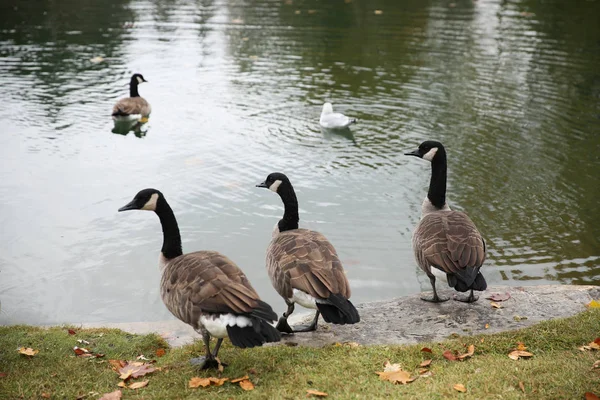 Gansos Canadienses Lago Otoño —  Fotos de Stock