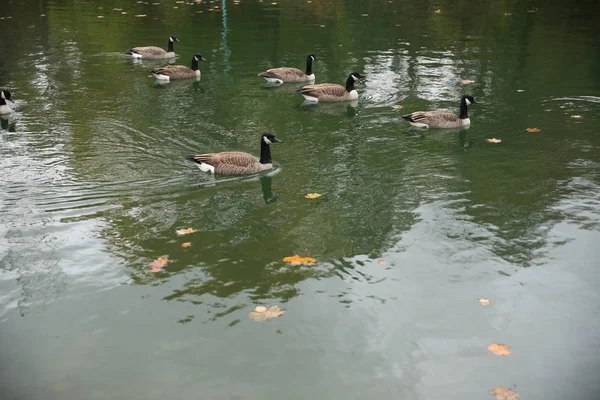 Gansos Canadenses Lago Outono — Fotografia de Stock