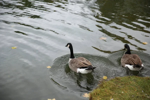 Zwei Kanadagänse Auf Einem See — Stockfoto