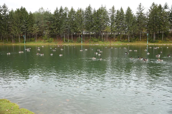 Família Gansos Canadenses Lago Com Reflexão Árvores Parque — Fotografia de Stock