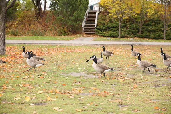 Kanadische Gänse Auf Gras Mit Herbst Ahornblättern — Stockfoto