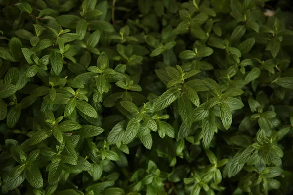 Yeşil Taze Nane Yaprakları — Stok fotoğraf