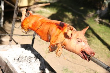 Piglet domuz kavurma ızgara, şiş üzerinde işlem karşılamak.