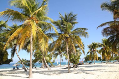 Tropikal plaj beyaz kum, Karayipler'de mavi gökyüzünün altında palmiye ağaçları ile