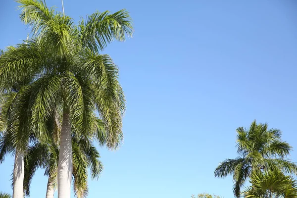 Palm Tree Blue Sky Copy Space Text Image — Stock Photo, Image