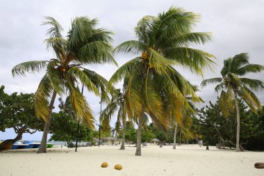tropik sahilde kum rüzgarlı havalarda palmiye ve Hindistan cevizi ile