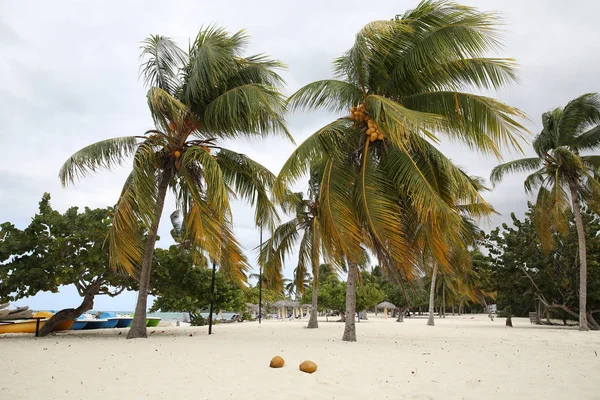 Tropisch Strand Met Palmbomen Een Kokosnoot Het Zand Bij Winderig — Stockfoto