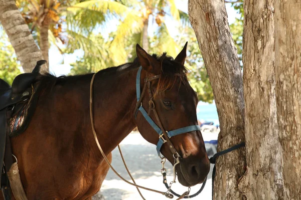Braunes Pferdeporträt Tropischen Weißen Sandstrand Unter Palmen — Stockfoto