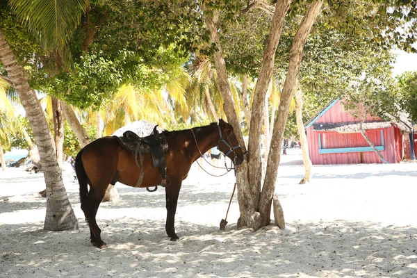 Paard Een Tropisch Strand Met Wit Zand Gebonden Onder Palmbomen — Stockfoto