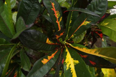 arka plan sarı damarlı yeşil yaprakları