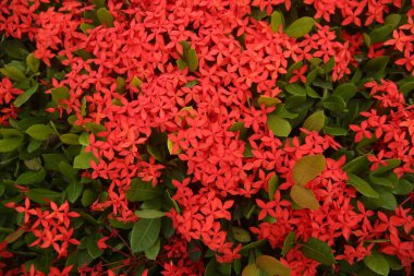 arka plan için yaprakları ile kırmızı çiçekler