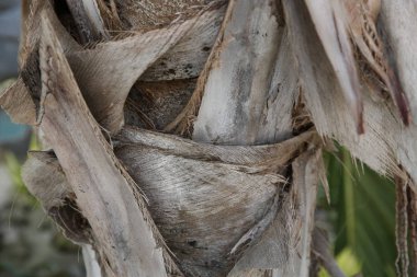 bir palmiye ağacının gövde