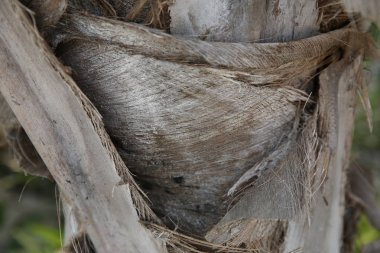 bir palmiye ağacının gövde