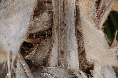 bir palmiye ağacının gövde