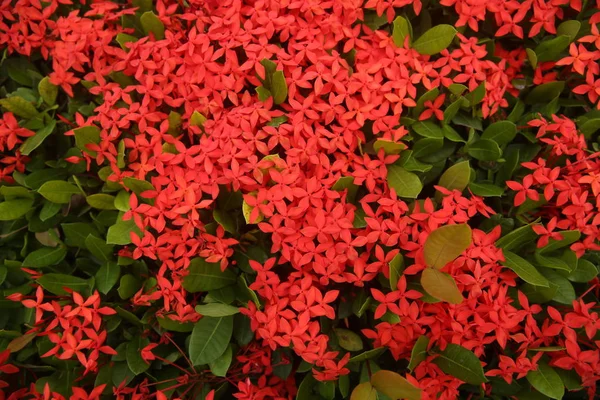 arka plan için yaprakları ile kırmızı çiçekler