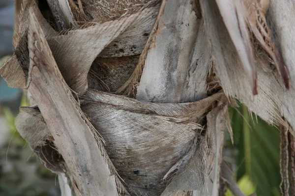 bir palmiye ağacının gövde