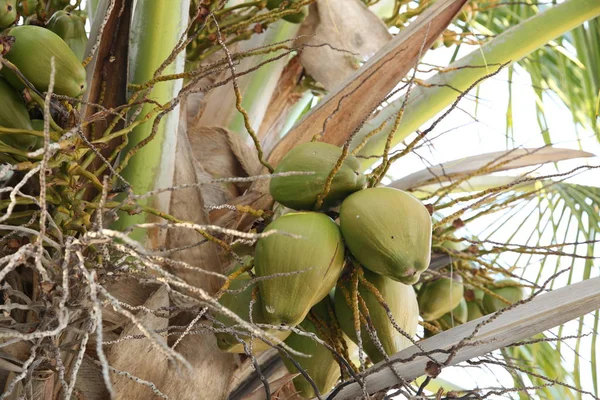 Kokosnüsse Auf Einer Palme — Stockfoto