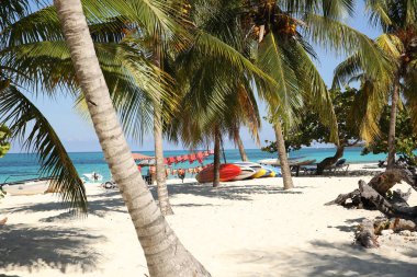  palmiye ağaçları ile metin için yer ile tropikal plaj