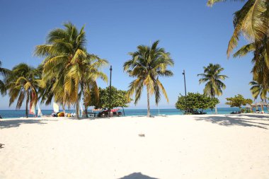  palmiye ağaçları ile metin için yer ile tropikal plaj