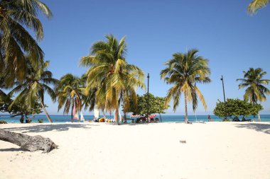  palmiye ağaçları ile metin için yer ile tropikal plaj