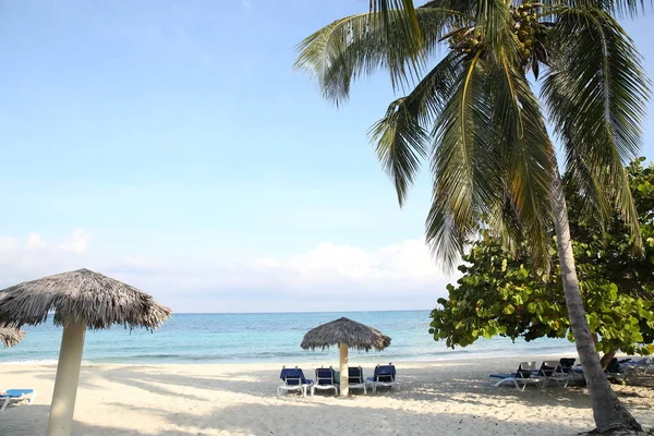 Tropical Beach Palm Tree Sun Umbrellas Space Text — Stock Photo, Image