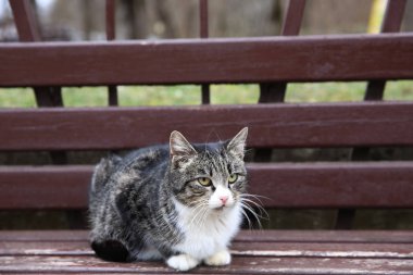 parkta bir bankta yeşil gözlü kedi