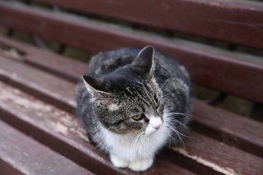 parkta bir bankta yeşil gözlü kedi