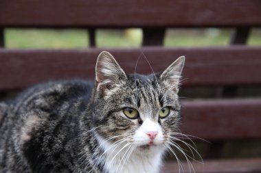 parkta bir bankta yeşil gözlü kedi