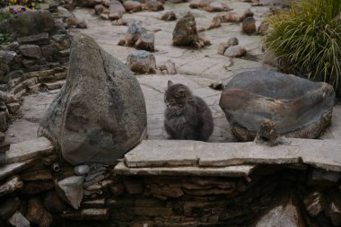 Yeşil gözlü tüylü gri kedi Park metin yazabileceğiniz bir kopya ile taşlar arasında oturur