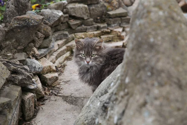 Soffice Gatto Grigio Con Gli Occhi Verdi Che Sbirciano Fuori — Foto Stock