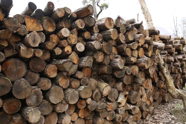 Pile Wooden Logs Forest Background — Stock Photo, Image