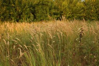 farklı çim ve ufukta yeşil ağaçlar güzel çayır